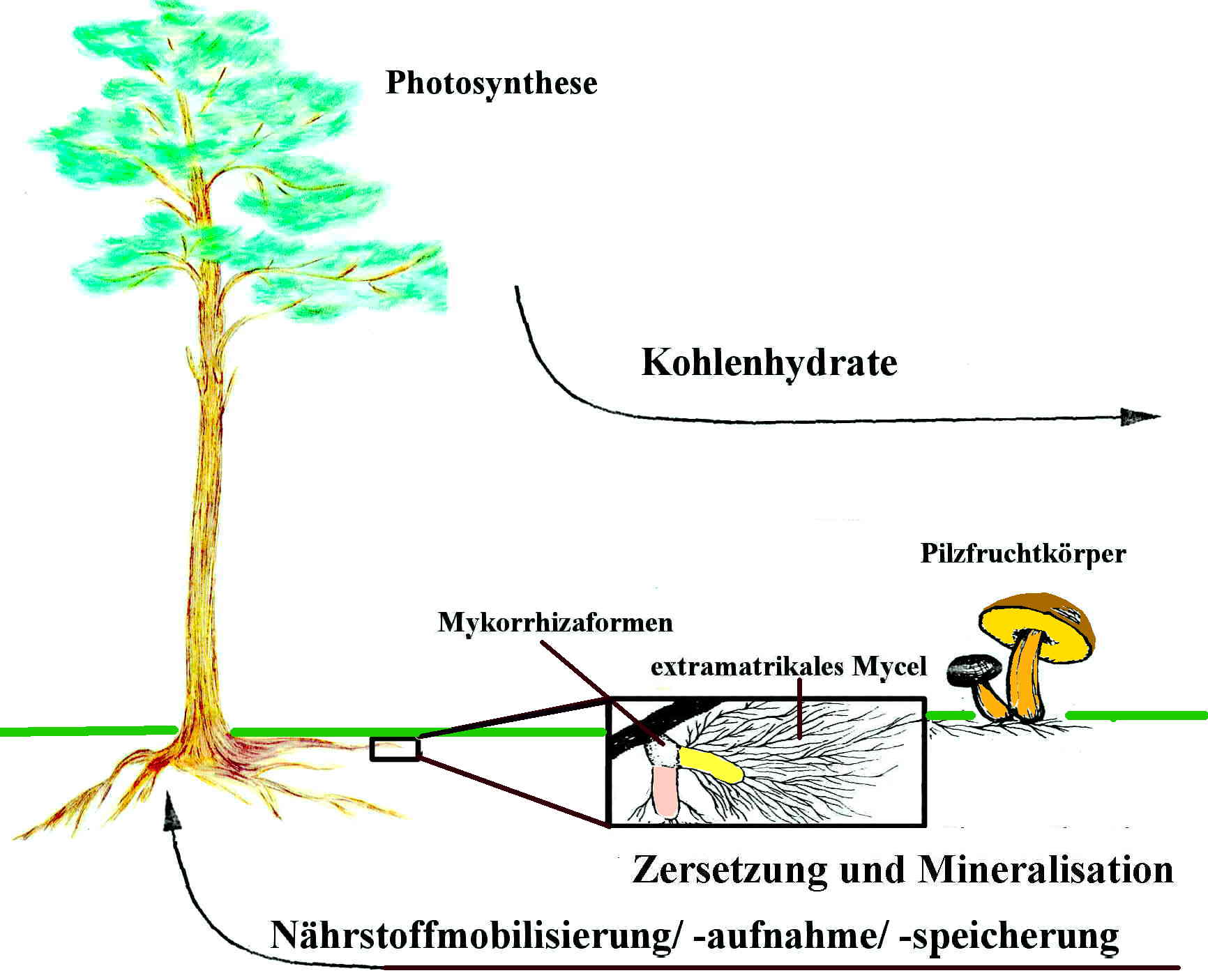 Mykorrhizaschema