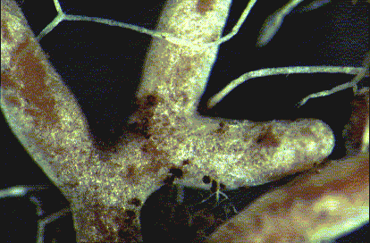 Mykorrhizaform